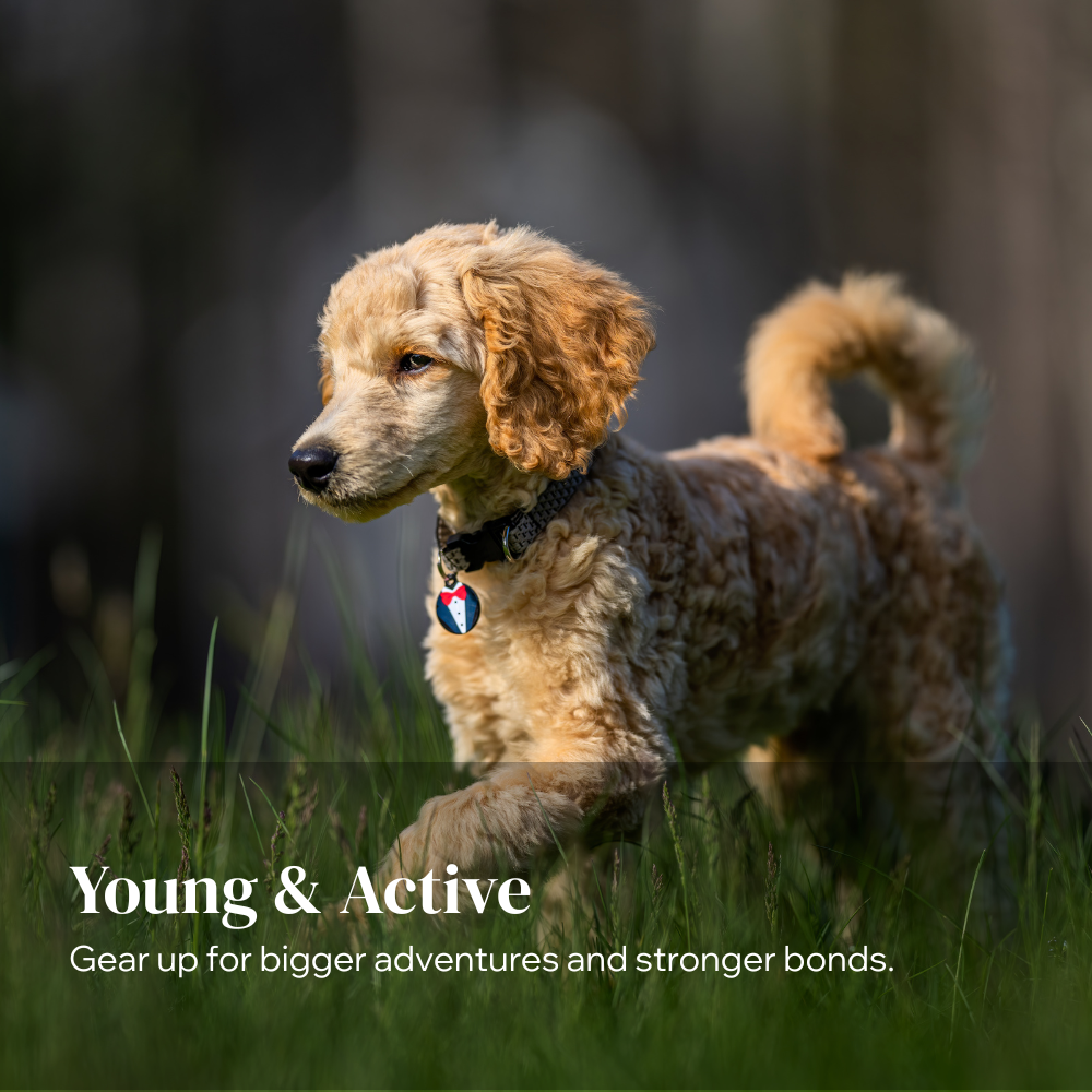 Gear up for bigger adventures and stronger bonds.